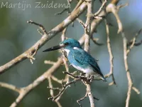 Turkooisijsvogel [Alcedo coerulescens]